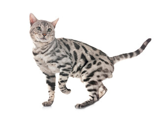 bengal cat in studio