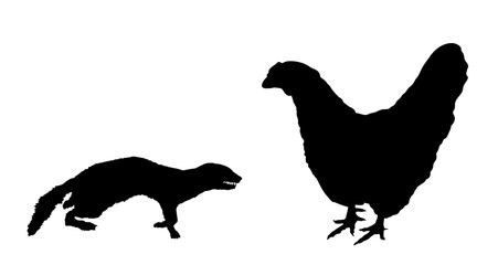 Blood thirsty weasel attack prey chicken vector silhouette illustration isolated. Small deadly animal in hunt for food. Marten attacking hen shape shadow graphic cartoon. Trouble on farm for poultry.