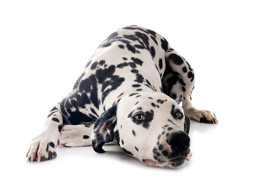 young dalmatian in studio