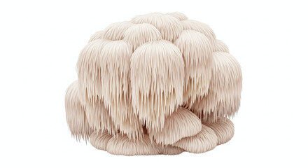 Lions Mane Mushroom on White Background.