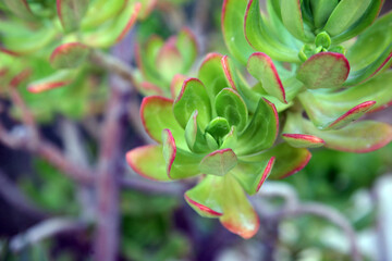 Red and green succulent plant growing in an arid garden, the garden of the Benedictine Monastery of Zion in Jerusalem, Israel