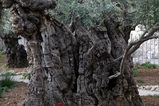 Olive trees in famous Garden of Gethsemane Jerusalem, Israel