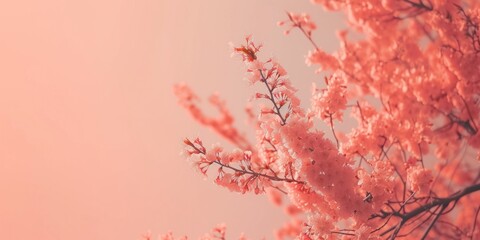 Blossoming Cherry Tree Branches in Springtime Glow