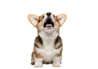 a hyper-photorealistic, 4-month-old tri-color pembroke welsh corgi puppy with extremely fluffy fur, barking intensely in a low-angle close-up studio portrait against a transparent background. concept