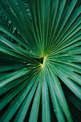Obraz premium Close-up of a green palm leaf with radiating fronds. The leaf displays a vibrant texture and intricate patterns, showcasing nature's beauty.