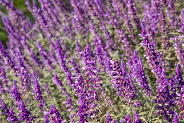 Salvia leucantha, or Mexican bush sage, is a herbaceous perennial plant. Los Angeles County Arboretum and Botanic Garden. Arcadia, California October
