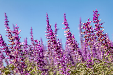 Salvia leucantha, or Mexican bush sage, is a herbaceous perennial plant. Los Angeles County Arboretum and Botanic Garden. Arcadia, California October
