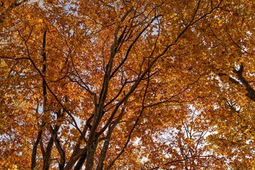 美しい紅葉の森を歩く	