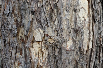 Close up Samanea Saman bark textured.