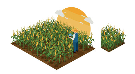 Naklejka premium Farmer analyzing corn field with digital tablet in isometric 3d design during sunset