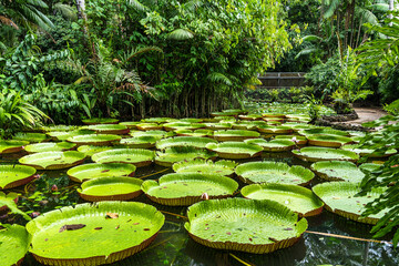 Naklejka premium Amazonian lily in water, the largest aquatic plant in the world in Belem do Para, Brazil
