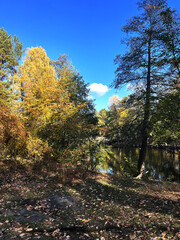 Fototapeta premium Golden Autumn Tree Reflected in a Calm Forest Pond, Kyiv, Ukraine