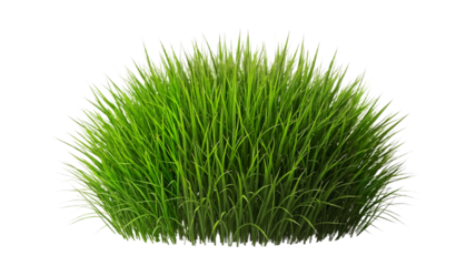 Lush green grass in a natural clump on transparent background  