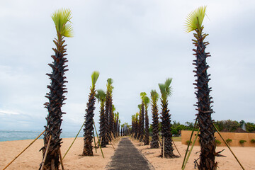 A row of young palm trees planted along a sandy beach pathway with the ocean and cloudy sky in the background, creating a tropical and relaxing atmosphere.