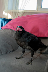 Obraz premium Black raven bird Corvus corax, dark style, big black scary bird sitting. Portrait for Halloween.