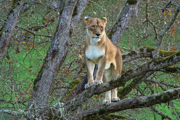 female lioness standing up on tree limbs looking forward
