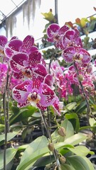 violet orchid flower blooming in garden