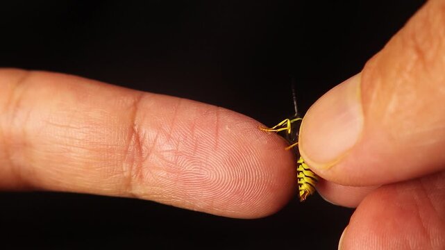 Biologist safely handles a male yellowjacket wasp, showing how it cannot sting and only mimics stinging while biting with its mandibles. Valuable educational clip for insect behavior, safety awareness