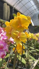 yellow orchid flower blooming in garden