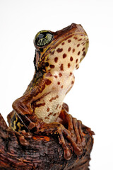 Amazonas-Milchfrosch, Knochenkopflaubfrosch // Manaus slender-legged tree frog (Osteocephalus...