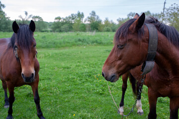 Obraz premium Wild horses in a large meadow with a beautiful view of the pale sky and silence at dawn