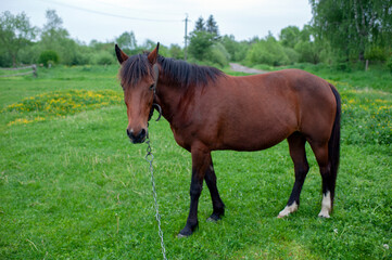 Fototapeta premium Wild horses in a large meadow with a beautiful view of the pale sky and silence at dawn