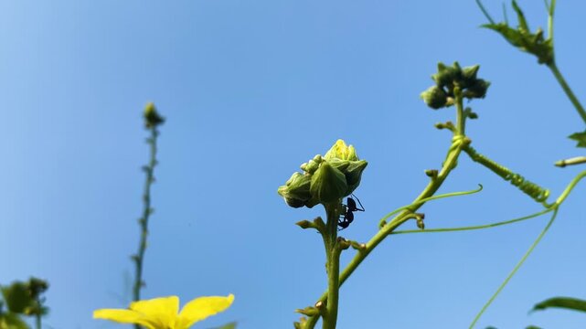 Flower Buds Of The Velvet leaf Plant With Black Carpenter Ant. Close-up Shot