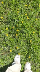 green grass and flowers in the field