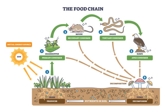 Food chain brief outline shows energy transfer from sun to hawk via grass, grasshopper, mouse, fungi recycle nutrients. Main, sun, grasshopper, hawk. Outline diagram
