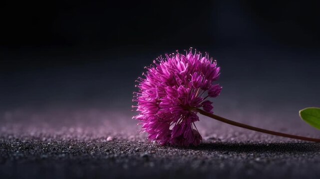 A single bright pink globe amaranth flower head on its stem, resting on a dark, grainy surface.