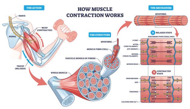 Muscle contraction mechanism shown through a bicep curl, nerve signal drives actin myosin sarcomere shortening, key objects, bicep, myofibril, sarcomere. Outline diagram