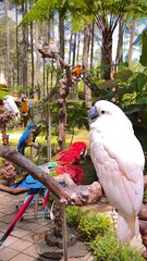 birds in park - white parrot and red macaw - zoo, animals