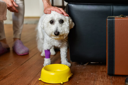 A caring owner's hand gently pets a white Bichon Frise dog with a bandaged leg standing near its yellow food bowl.