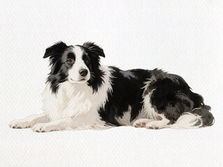 Border Collie Relaxation: A serene border collie, with a striking black and white coat, rests gracefully, exuding a sense of calm and contentment.  © bao