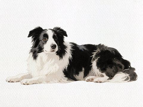 Border Collie Relaxation: A serene border collie, with a striking black and white coat, rests gracefully, exuding a sense of calm and contentment. 