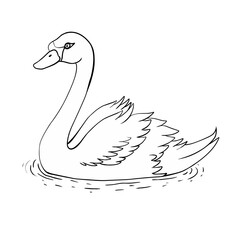 vector line illustration of a swan