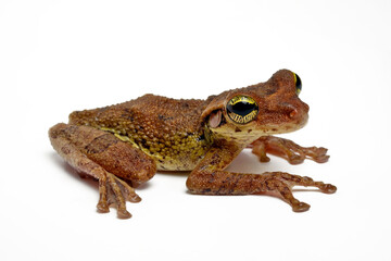 Manaus slender-legged tree frog // Amazonas-Milchfrosch, Knochenkopflaubfrosch (Osteocephalus taurinus) - Amazon rain forest 
