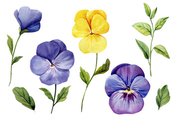 Watercolor pansies with purple blue and yellow flowers and green leaves for elegant botanical spring floral design elements set
