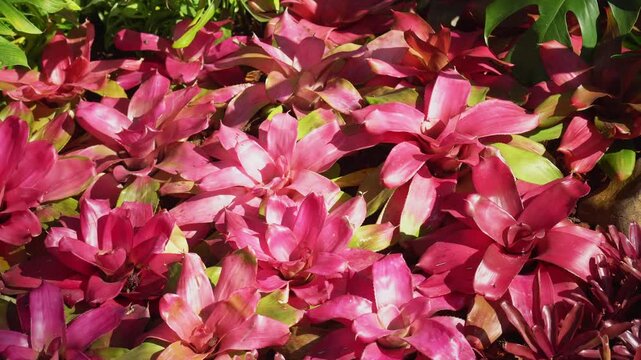 Close up of a tropical Bromeliad plant in resort.