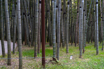 A lush bamboo forest surrounded by tall green stems that gently sway. This peaceful place is an ideal place for a pleasant pastime and unforgettable adventures in nature.