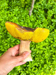 Holding a Boletus Mushroom
