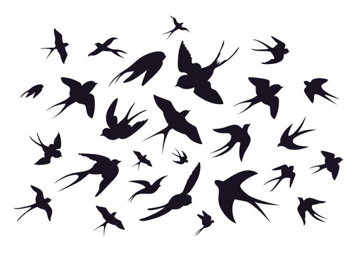 Swallow, martlet. Clear white sky, birds in a natural habitat. Barn swallow flying, wings spread. Hirundo rustica on white background. Wildlife. Tattoo design, watercolor art, set, wild animals, free