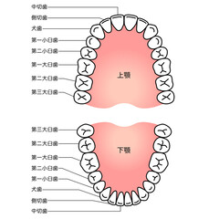 歯の名称　歯列