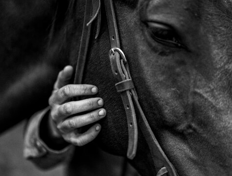 close up of rider's hand tenderly caressing horse on the neck