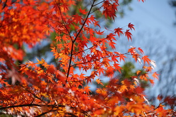 宮崎県小林市須木のすきむらんどの紅葉