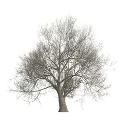 Obraz premium Tree snow covered isolated transparent background photo realistic 3d rendering PNG 16 bit with alpha channel 