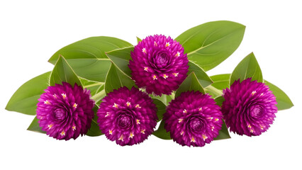 Globe amaranth flowers and leaves isolated on transparent background