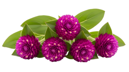 Globe amaranth flowers and leaves isolated on transparent background