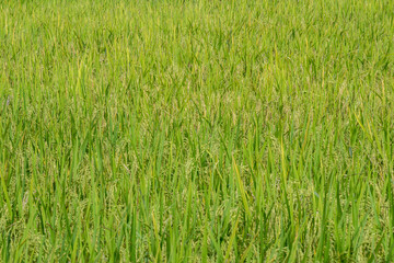 Close-up view of rice panicles and leaves in a vibrant green paddy field. Ideal for agriculture, farming, nature, and crop growth themes.