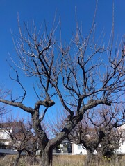 住宅地の冬の梅林の梅の枯れ木と青空